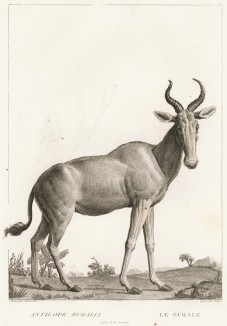 Бубал, или коровья антилопа (лист из La ménagerie du muséum national d'histoire naturelle ou description et histoire des animaux... -- знаменитой в эпоху Наполеона работы по натуральной истории)