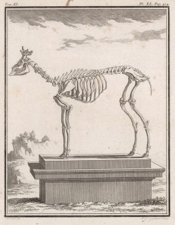 Скелет на пьедестале (лист XL иллюстраций к одиннадцатому тому знаменитой "Естественной истории" графа де Бюффона, изданному в Париже в 1764 году)