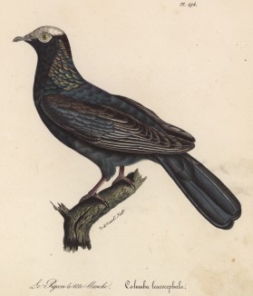 Белоголовый голубь (лист из альбома литографий "Галерея птиц... королевского сада", изданного в Париже в 1825 году)