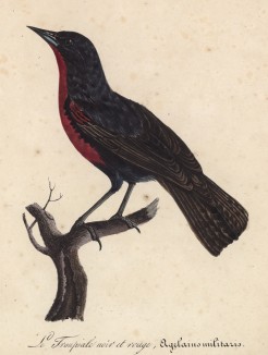Красногрудый трупиал (Sturnella militaris (лат.)) (лист из альбома литографий "Галерея птиц... королевского сада", изданного в Париже в 1822 году)