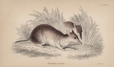 Длинноносый бандикут (Perameles nasuta (лат.)) (лист 13 тома VIII "Библиотеки натуралиста" Вильяма Жардина, изданного в Эдинбурге в 1841 году)