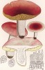 Сыроежка буреющая или бордовая, она же красная, Russula rubra Krombh. (лат.), очень вкусная сыроежка. Дж.Бресадола, Funghi mangerecci e velenosi, т.II, л.115. Тренто, 1933