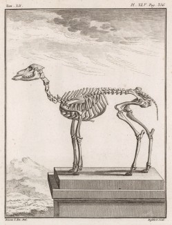 Скелет (лист XLV иллюстраций к двенадцатому тому знаменитой "Естественной истории" графа де Бюффона, изданному в Париже в 1764 году)