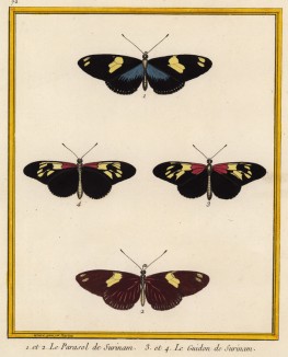 Бабочки Суринама, изображённые Франсуа Мартине в Table des Planches Enluminées d'Histoire Naturelle de M. D'Aubenton (фр.). Утрехт. 1783 год (лист 72)