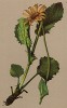 Дороникум скорпионовидный (Doronicum scorpiodes (лат.)) (из Atlas der Alpenflora. Дрезден. 1897 год. Том V. Лист 465)