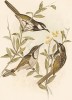 1,2. Белощекая медовка, Meliornis sericea или Meliornis mystacalis. 3.Золотокрылая медовка, Lichmera australasiana (лат.). G.J.Broinowski. The Birds of Australia comprising three hundred full-pagе illustrations... Т.IV, л.XXXI. Мельбурн, 1890