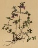 Чабер альпийский (Satureja alpina (лат.)) (из Atlas der Alpenflora. Дрезден. 1897 год. Том IV. Лист 365)