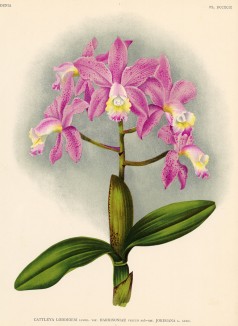 Орхидея CATTLEYA LODDIGESI HARRISONIAE (лат.) (лист DCCXCIX Lindenia Iconographie des Orchidées - обширнейшей в истории иконографии орхидей. Брюссель, 1903)