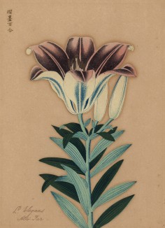 Лилия элеганс. Lilium Elegans (лат.). Французская ксилография 1900-х гг.