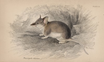 Сумчатая крыса Phasogale murina (лат.), обитающая в Австралии (лист 10 тома VIII "Библиотеки натуралиста" Вильяма Жардина, изданного в Эдинбурге в 1841 году)