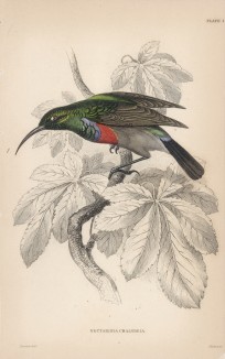 Двухцветная нектарница Лессера (Nectarinia chalybeia (лат.)) (лист 1 тома XVI "Библиотеки натуралиста" Вильяма Жардина, изданного в Эдинбурге в 1843 году)