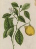 Лимон (Citrus Limonia (лат.)) -- гибридный вид деревьев из рода цитрус семейства рутовые (лист 362 "Гербария" Элизабет Блеквелл, изданного в Нюрнберге в 1757 году)