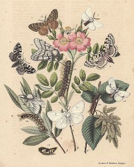 Бабочки семейства волнянок: шелкопряды и златогузки, а также семейства ночниц. "Книга бабочек" Фридриха Берге, Штутгарт, 1870. 