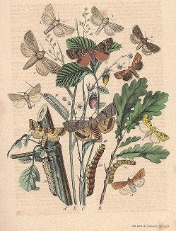 Бабочки-совки и скорпионницы. "Книга бабочек" Фридриха Берге, Штутгарт, 1870. 