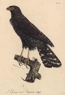Чёрный ястреб (лист из альбома литографий "Галерея птиц... королевского сада", изданного в Париже в 1822 году)