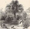 Парк в Чарльстоне, штат Южная Каролина. Лист из издания "Picturesque America", т.I, Нью-Йорк, 1872.
