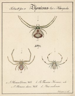 Хищные крабовые пауки семейства Thomisus (лат.) (лист из Monographie der spinne... Нюрнберг. 1829 год (экземпляр № 26 из 100))