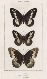 Бабочки рода Satyrus (бархатницы, или сатириды) Circe (1), Briseis (2), Hermione (3) (лат.) (лист 28)