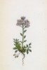 Ярутка бутенелистная (Thlaspi cepeaefolium (лат.)) (лист 71 известной работы Йозефа Карла Вебера "Растения Альп", изданной в Мюнхене в 1872 году)