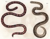 Прекрасные и опасные змеи Ilysia scytale и Eryx turcica (лат.) (из Naturgeschichte der Amphibien in ihren Sämmtlichen hauptformen. Вена. 1864 год)