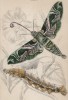 Гусеница и мотылёк -- бражник олеандровый (Oleander Hawk-moth and caterpillar (англ.)) (лист 9 тома XL "Библиотеки натуралиста" Вильяма Жардина, изданного в Эдинбурге в 1843 году)