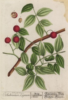 Стрихнос (Strychnos лат.)) — род растений семейства логаниевые, включающий в себя 190 видов. Его представители — деревья и лианы, растущие в тропических областях (лист 403 "Гербария" Элизабет Блеквелл, изданного в Нюрнберге в 1760 году)