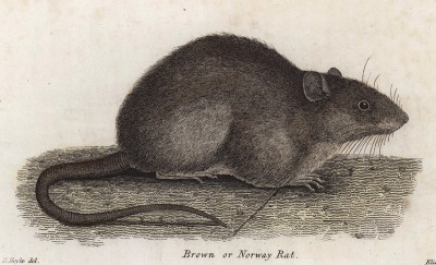 Серая крыса, или пасюк (Лондон. 1808 год. Лист 24)