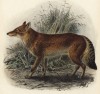 Волк абиссинский (эфиопский) (лист VI иллюстраций к известной работе Джорджа Миварта "Семейство волчьих". Лондон. 1890 год)