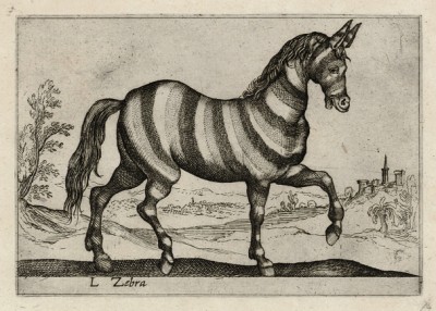 Зебра (лист из альбома Nova raccolta de li animali piu curiosi del mondo disegnati et intagliati da Antonio Tempesta... Рим. 1651 год)