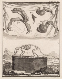 Внутренности и скелет (лист LIV иллюстраций к десятому тому знаменитой "Естественной истории" графа де Бюффона, изданному в Париже в 1763 году)