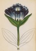 Горечавка венгерская (Gentiana pannonica (лат.)) (лист 277 известной работы Йозефа Карла Вебера "Растения Альп", изданной в Мюнхене в 1872 году)
