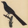 Лесная сорока (Crypsirina (лат.)) (лист из альбома литографий "Галерея птиц... королевского сада", изданного в Париже в 1822 году)