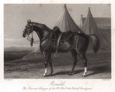 Роналд - любимый боевой конь английского генерала Джеймса Томаса Браднелла, лорда Кардигана. Лондон, 1856