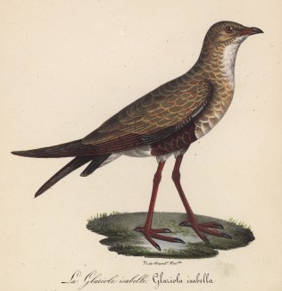 Тиркушка светло-коричневая (лист из альбома литографий "Галерея птиц... королевского сада", изданного в Париже в 1825 году)