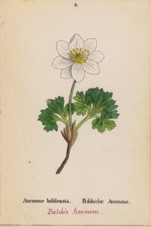 Ветреница, или анемона тирольская (Anemone baldensis (лат.)) (лист 8 известной работы Йозефа Карла Вебера "Растения Альп", изданной в Мюнхене в 1872 году)