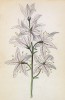Диктамнус (ясенец) белый (Dictamnus Fraxinella (лат.)) (лист 105 известной работы Йозефа Карла Вебера "Растения Альп", изданной в Мюнхене в 1872 году)