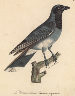 Галка (Coracina papuensis (лат.)) (лист из альбома литографий "Галерея птиц... королевского сада", изданного в Париже в 1822 году)