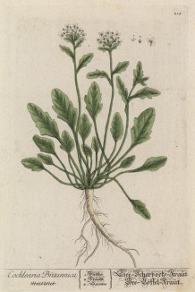 Ложечница лекарственная (Cochlearia officinalis) -- двулетнее травянистое растение из семейства крестоцветные (лист 218 "Гербария" Элизабет Блеквелл, изданного в Нюрнберге в 1757 году)