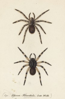 Тарантулы Lycosa Tarantula, Latr. Walk. (лат.) (лист III. 2 из Monographie der spinne... Нюрнберг. 1829 год (экземпляр № 26 из 100))