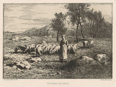 Стадо свинок. Офорт  Шарля Жака, 1868 год. 