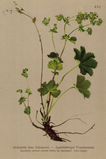 Манжетка разрезная (Alchemilla fissa (лат.)) (из Atlas der Alpenflora. Дрезден. 1897 год. Том III. Лист 231)