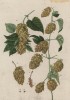 Хмель обыкновенный, или вьющийся (Humulus lupulus (лат.)) — особь женского рода (лист 536b "Гербария" Элизабет Блеквелл, изданного в Нюрнберге в 1760 году)