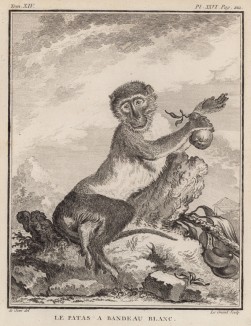 Белоносый гусар, или нисна, он же красная мартышка. Лист XXVI иллюстраций к четырнадцатому тому знаменитой "Естественной истории" графа де Бюффона. Париж, 1766