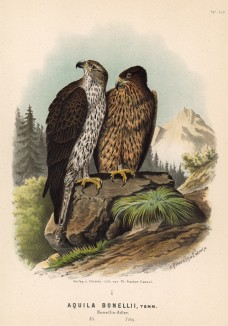 Орлы Aquila Bonelli (лат.) в 1/4 натуральной величины (лист XLV красивой работы Оскара фон Ризенталя "Хищные птицы Германии...", изданной в Касселе в 1894 году)