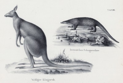 Кенгуру и яванская чешуйчатая черепаха (лист 30 первого тома работы профессора Шинца Naturgeschichte und Abbildungen der Menschen und Säugethiere..., вышедшей в Цюрихе в 1840 году)