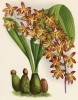Орхидея ERIOPSIS RUTIDOBULBON (лат.) (лист DCCXXXIX Lindenia Iconographie des Orchidées - обширнейшей в истории иконографии орхидей. Брюссель, 1901)