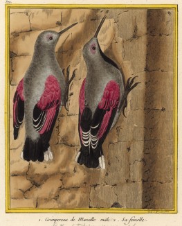 Семья славок (из Table des Planches Enluminées d'Histoire Naturelle de M. D'Aubenton (фр.). Утрехт. 1783 год (лист 372))