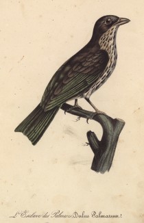 Чекан пальмовый (лист из альбома литографий "Галерея птиц... королевского сада", изданного в Париже в 1825 году)