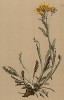 Крестовник карниолийский (Senecio carniolicus (лат.)) (из Atlas der Alpenflora. Дрезден. 1897 год. Том V. Лист 470)