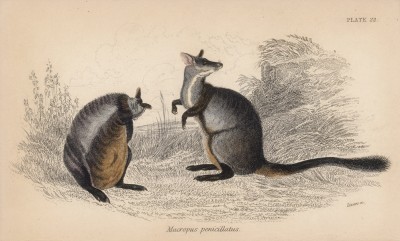 Исполинский кенгуру Macropus penicillatus (лат.) (лист 22 тома VIII "Библиотеки натуралиста" Вильяма Жардина, изданного в Эдинбурге в 1841 году)